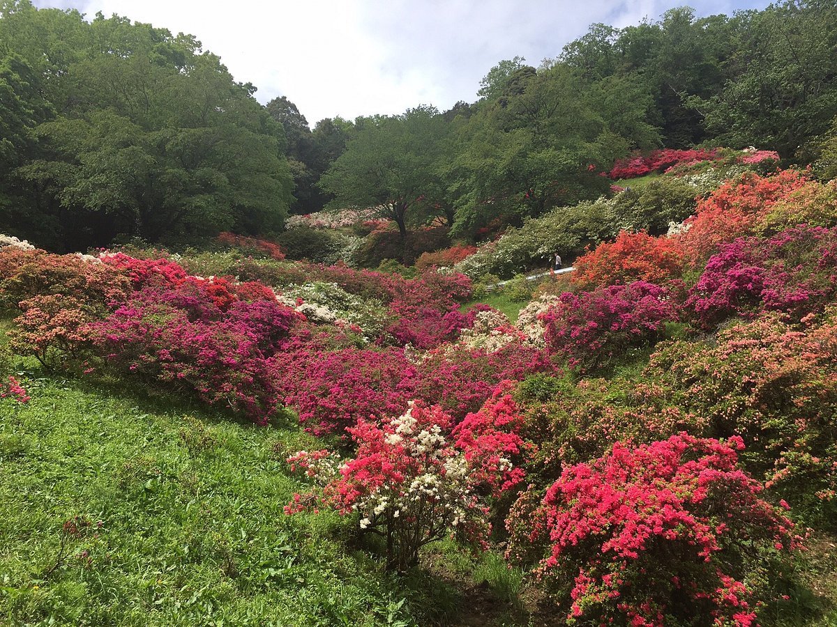 🏞️ 오대산 공원(고다이산 코엔) 이미지 9
